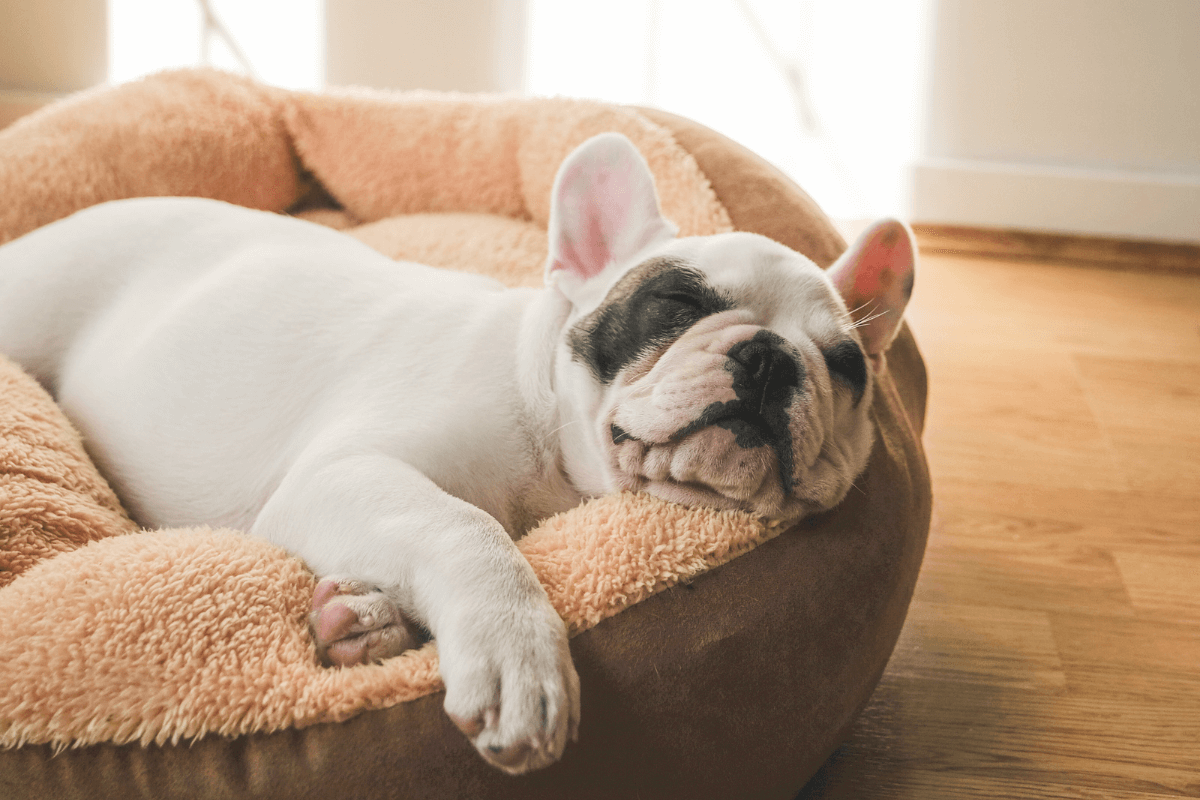 Comfort & Sleep