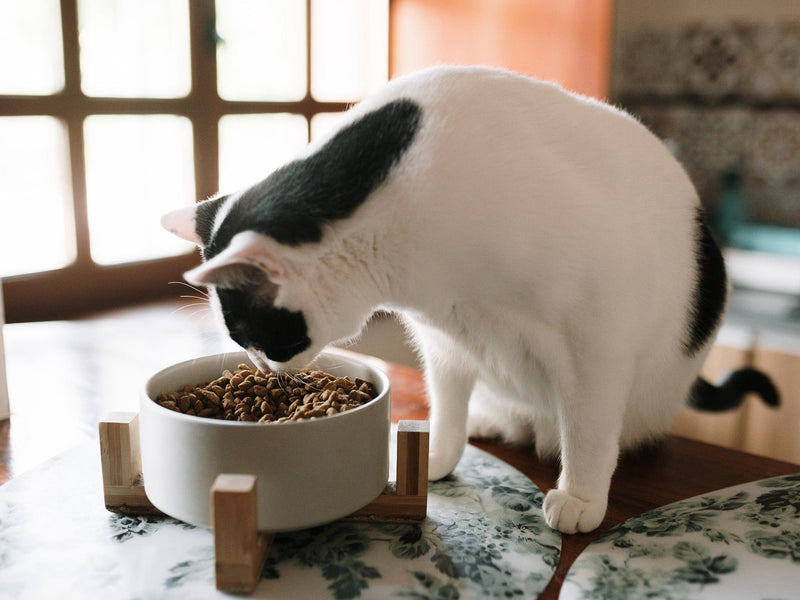 Feeding & Hydration